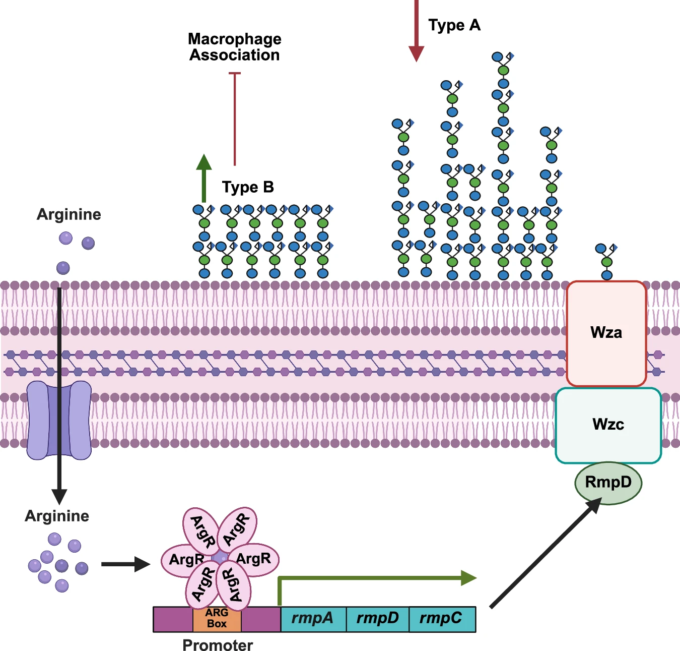 arginine_regulates_preview.webp